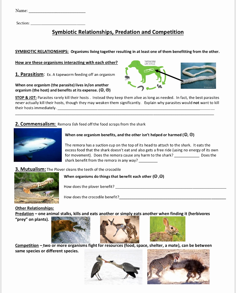 50 Symbiosis Worksheet Answer Key