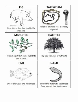 Symbiotic Relationships Worksheet Answers Lovely Types Of Symbiosis Card Matching Game Activity by Jjms