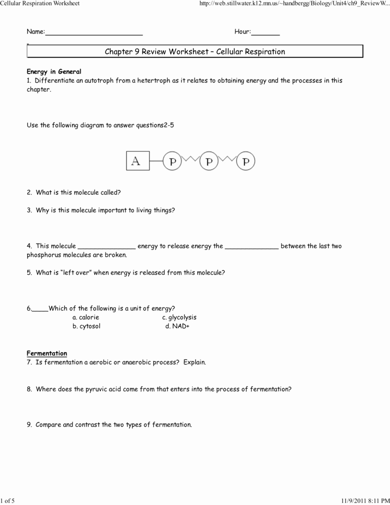 Teddy Roosevelt Square Deal Worksheet Fresh Cellular Respiration Fill In the Blank Worksheet Answers