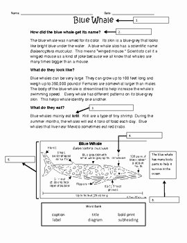 Text Features Worksheet Pdf Beautiful Using Text Features Worksheet Blue Whales by Jessica