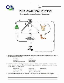 The Carbon Cycle Worksheet Answers Awesome the Carbon Cycle Review Worksheet Editable by Tangstar