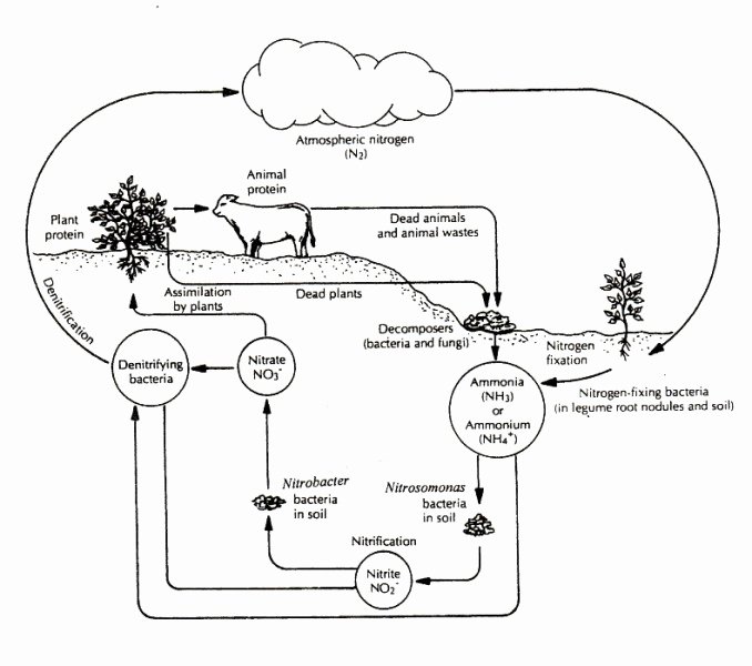 50 The Carbon Cycle Worksheet Answers