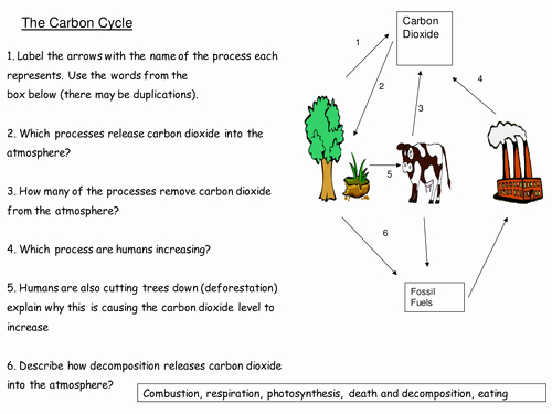 carbon cycle and green house effect activities