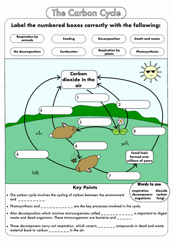The Carbon Cycle Worksheet Awesome Gcse Carbon Cycle Worksheets and A3 Wall Posters by