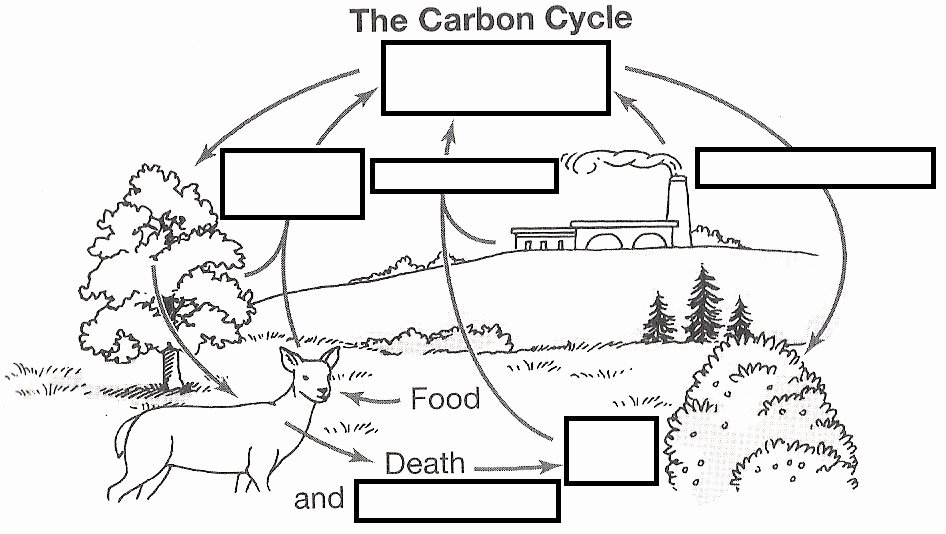 The Carbon Cycle Worksheet Awesome Wizer Free Interactive Carbon Cycle Biology Cycles