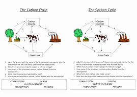 The Carbon Cycle Worksheet Beautiful B1 5 4 Carbon Cycle by Nryates157