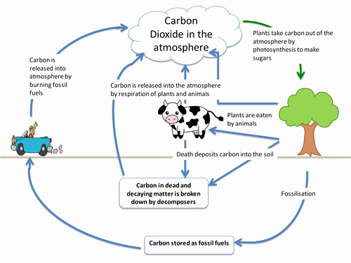 The Carbon Cycle Worksheet Best Of Carbon Cycle by Itegallagher Teaching Resources Tes