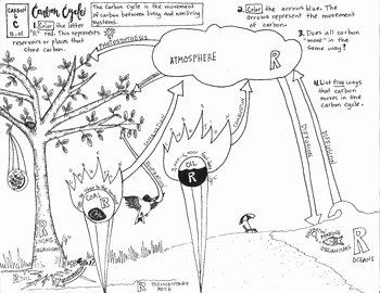 The Carbon Cycle Worksheet Best Of Carbon Cycle Coloring Sheet by Scientifically Speaking is