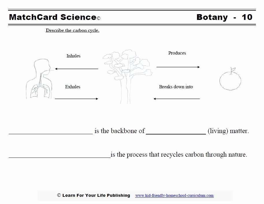 The Carbon Cycle Worksheet Fresh Nature S Recycling Program Synthesis Recycles