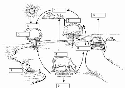 The Carbon Cycle Worksheet Inspirational Carbon Cycle Diagram organisms In Biological Ecosystems
