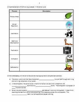 The Carbon Cycle Worksheet Inspirational the Carbon Cycle Review Worksheet Editable by Tangstar