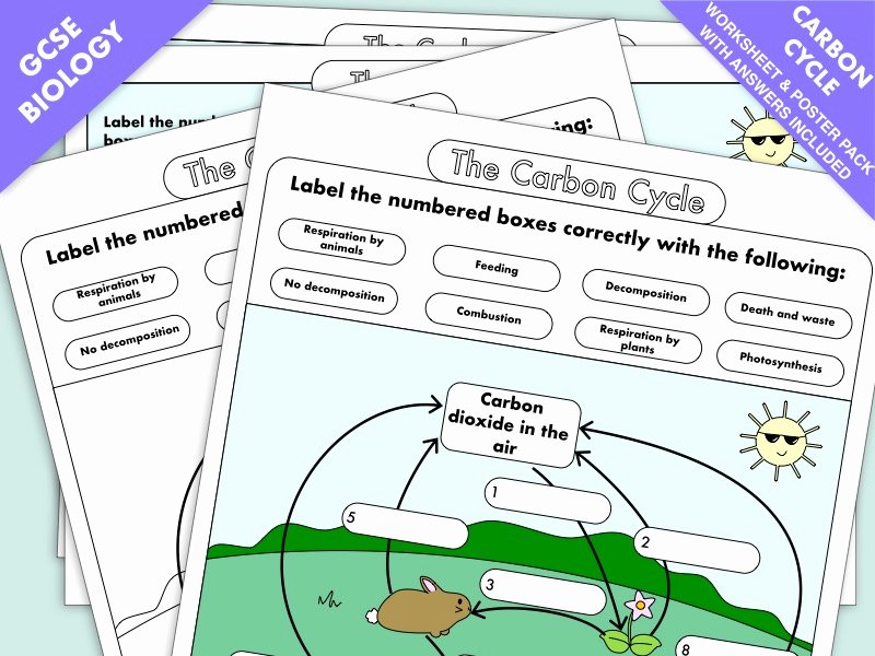 The Carbon Cycle Worksheet Lovely Gcse Biology Carbon Cycle Worksheets and A3 Wall Posters