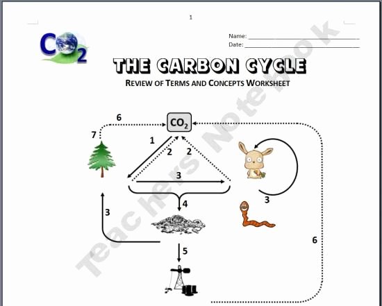 The Carbon Cycle Worksheet Lovely the Carbon Cycle Review Worksheets