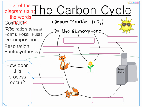 The Carbon Cycle Worksheet Luxury Afl Quiz and Worksheets the Carbon Cycle by Uk