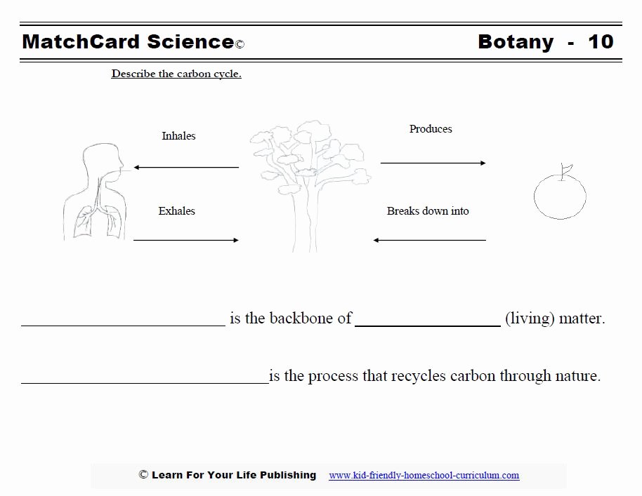 The Carbon Cycle Worksheet New Carbon Cycle