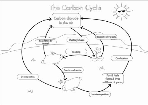 The Carbon Cycle Worksheet New Gcse Carbon Cycle Worksheets and A3 Wall Posters by