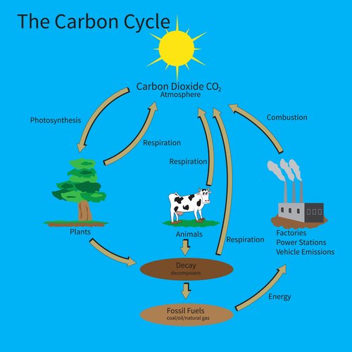 The Carbon Cycle Worksheet New the Carbon Cycle Worksheet Edplace