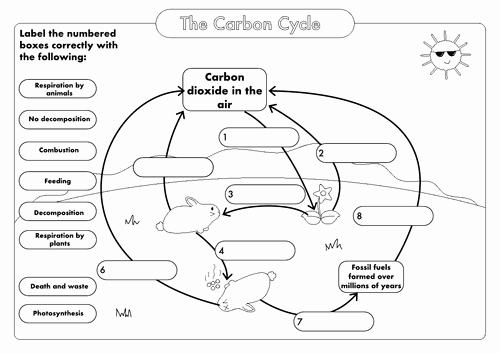 The Carbon Cycle Worksheet Unique Gcse Carbon Cycle A4 Poster to Label by Beckystoke