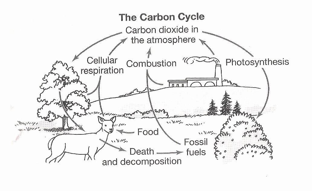 The Carbon Cycle Worksheet Unique the Carbon Cycle Coloring Page Worksheet 8th