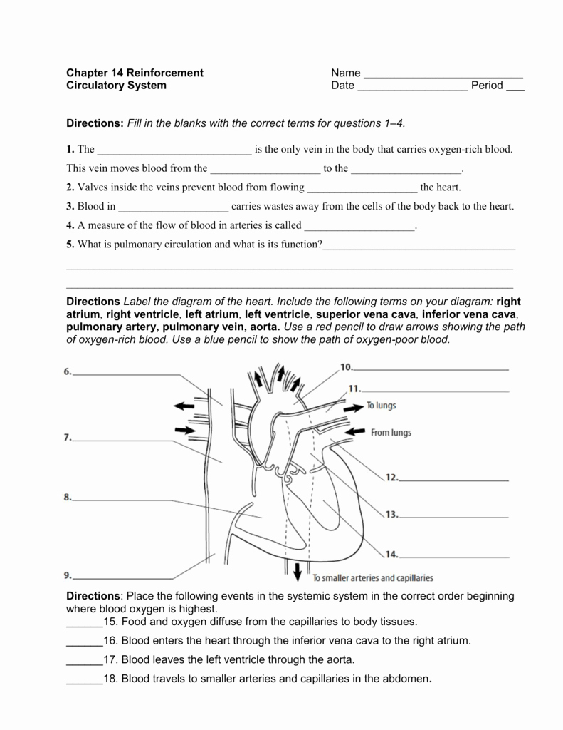 The Cardiovascular System Worksheet Awesome Chapter 14 Reinforcement Name Circulatory System Date Period