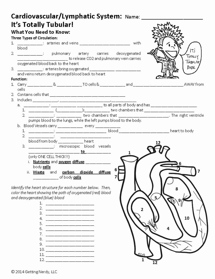 The Cardiovascular System Worksheet Beautiful Circulatory &amp; Lymphatic Systems Powerpoint &amp; Notes
