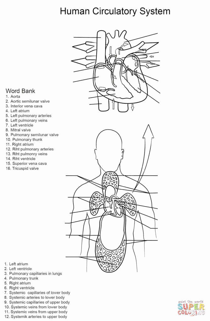 The Cardiovascular System Worksheet Elegant the Circulatory System Worksheet