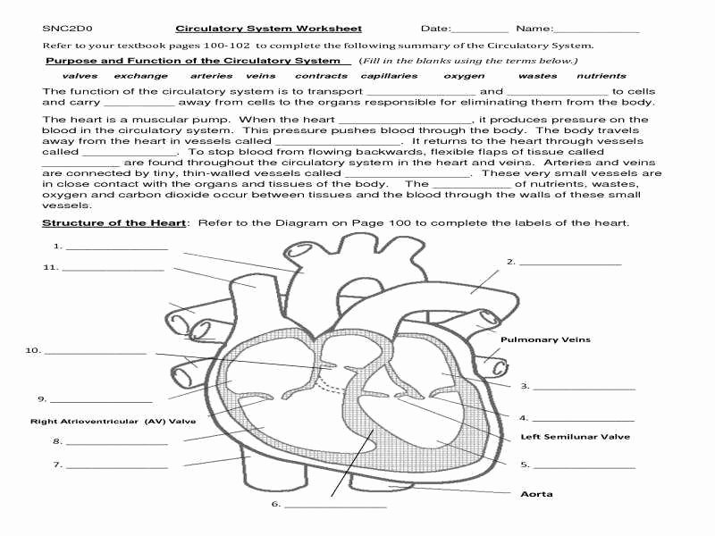 the circulatory system worksheet
