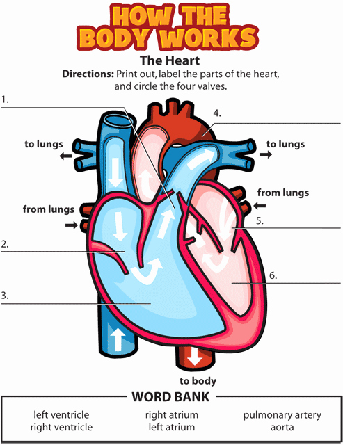 The Cardiovascular System Worksheet Inspirational Activity the Heart