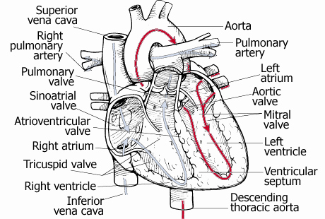 The Cardiovascular System Worksheet Inspirational Anatomy Lecture Notes Unit 7 Circulatory System the Heart