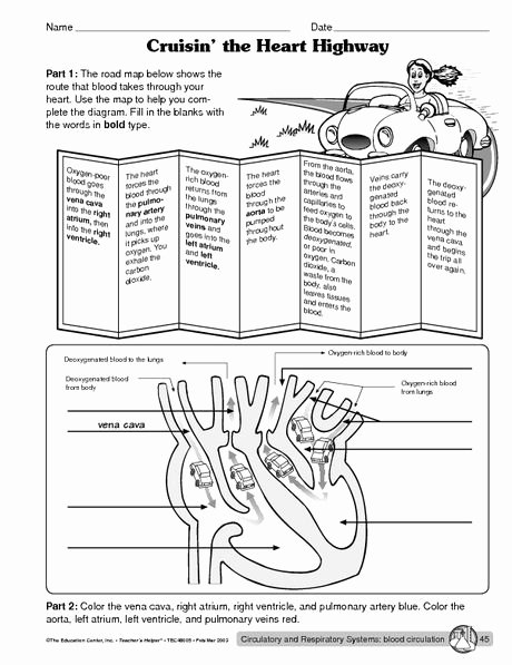 The Cardiovascular System Worksheet Inspirational Circulatory System Worksheet Science ⚛