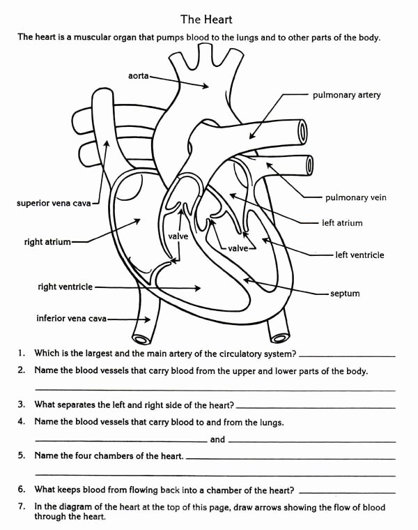 The Cardiovascular System Worksheet Lovely Free Parts Of the Heart Worksheets