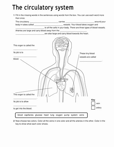 The Cardiovascular System Worksheet Lovely the Circulatory System Worksheet