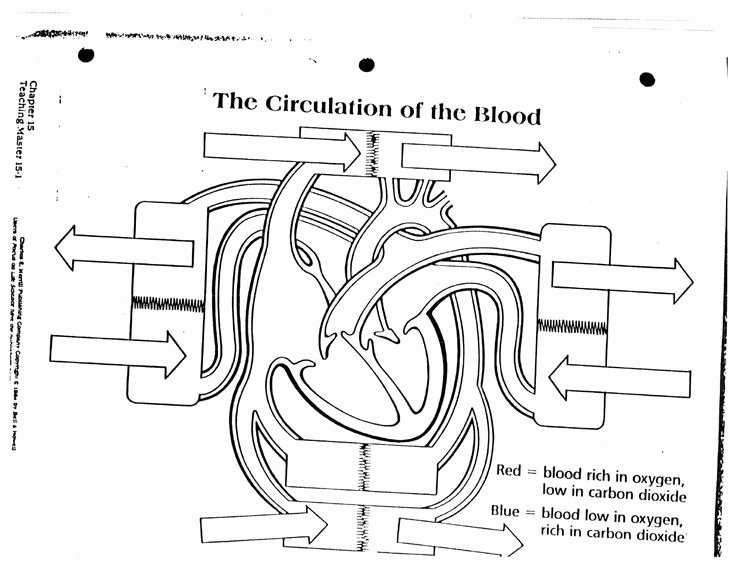 The Cardiovascular System Worksheet Luxury 78 Images About Anatomy &amp; Physiology On Pinterest