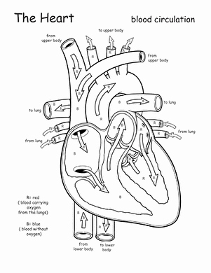 The Cardiovascular System Worksheet Luxury Awesome Anatomy Follow Your Heart Worksheet