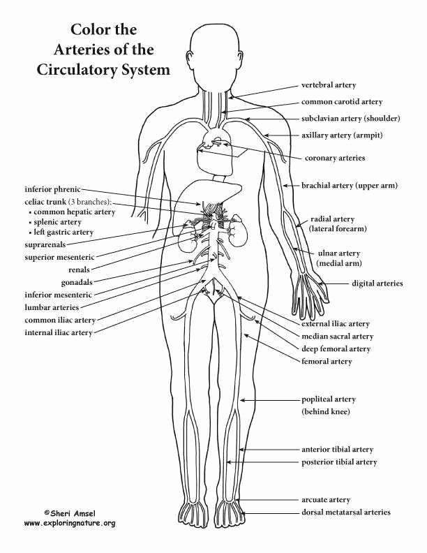 The Cardiovascular System Worksheet Luxury the Circulatory System Worksheet