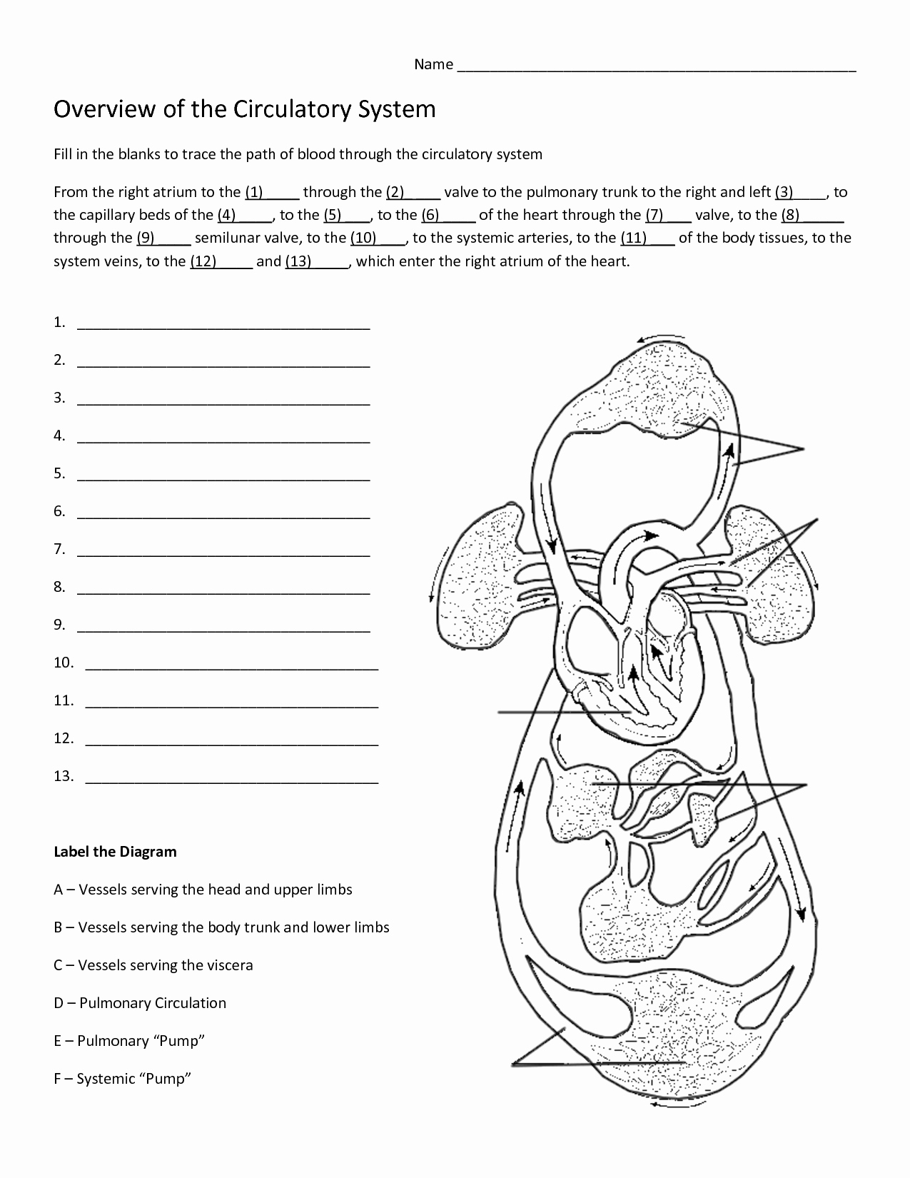 The Cardiovascular System Worksheet Luxury the Circulatory System Worksheet the Best Worksheets Image