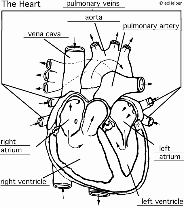 The Cardiovascular System Worksheet New Circulatory System