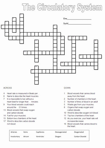 The Cardiovascular System Worksheet New the Heart and Circulatory System Crossword Puzzle by