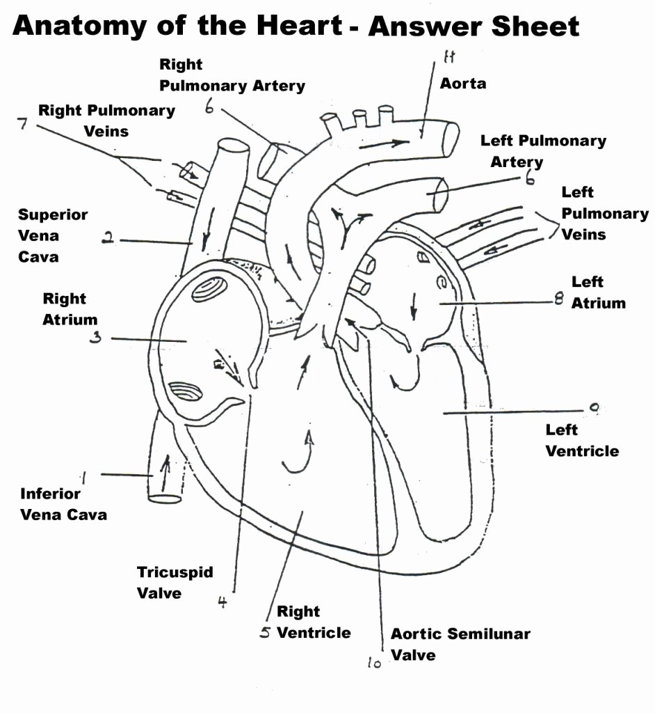 The Cardiovascular System Worksheet Unique Anatomy Heart Diagram Labeled Anatomy and Physiology Heart