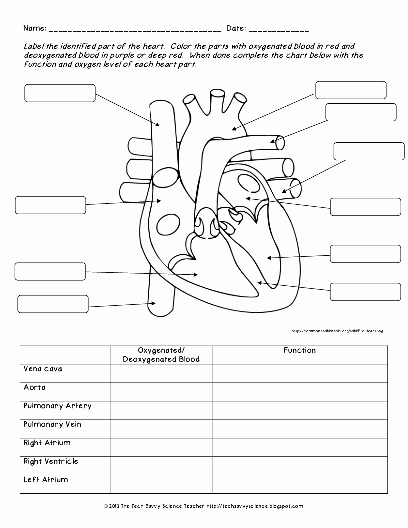 The Cardiovascular System Worksheet Unique Anatomy Labeling Worksheets Bing Images