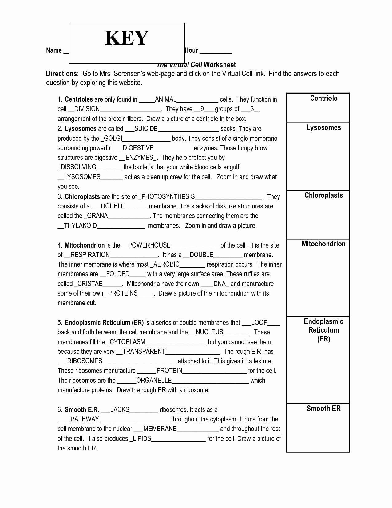 The Cell Cycle Worksheet Answers Awesome 13 Best Of the Cell Cycle Worksheet Study Guide