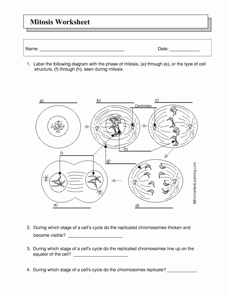 The Cell Cycle Worksheet Answers Awesome Cell Cycle Worksheet