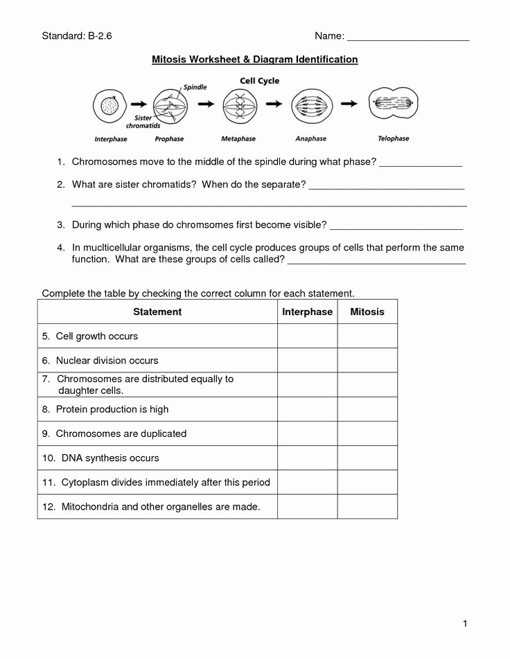 The Cell Cycle Worksheet Answers Awesome Mitosis Worksheet