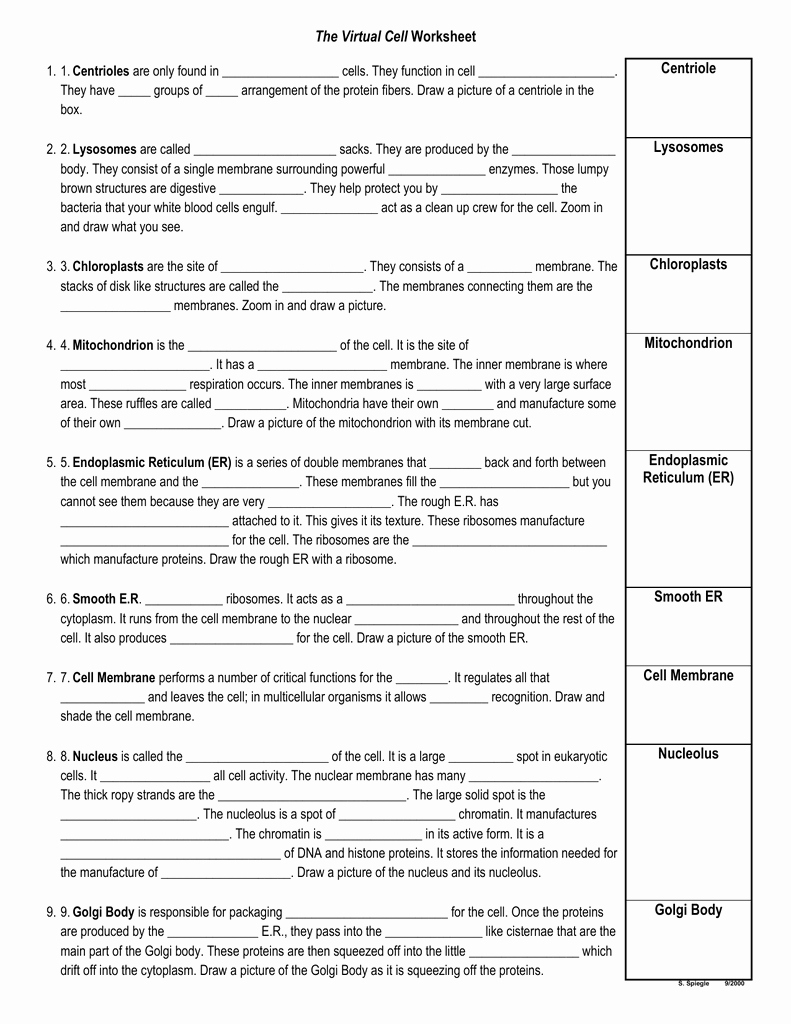 The Cell Cycle Worksheet Answers Awesome Worksheet the Virtual Cell Worksheet Answers Grass Fedjp