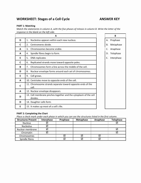 The Cell Cycle Worksheet Answers Best Of the Cell Cycle Worksheet Answers