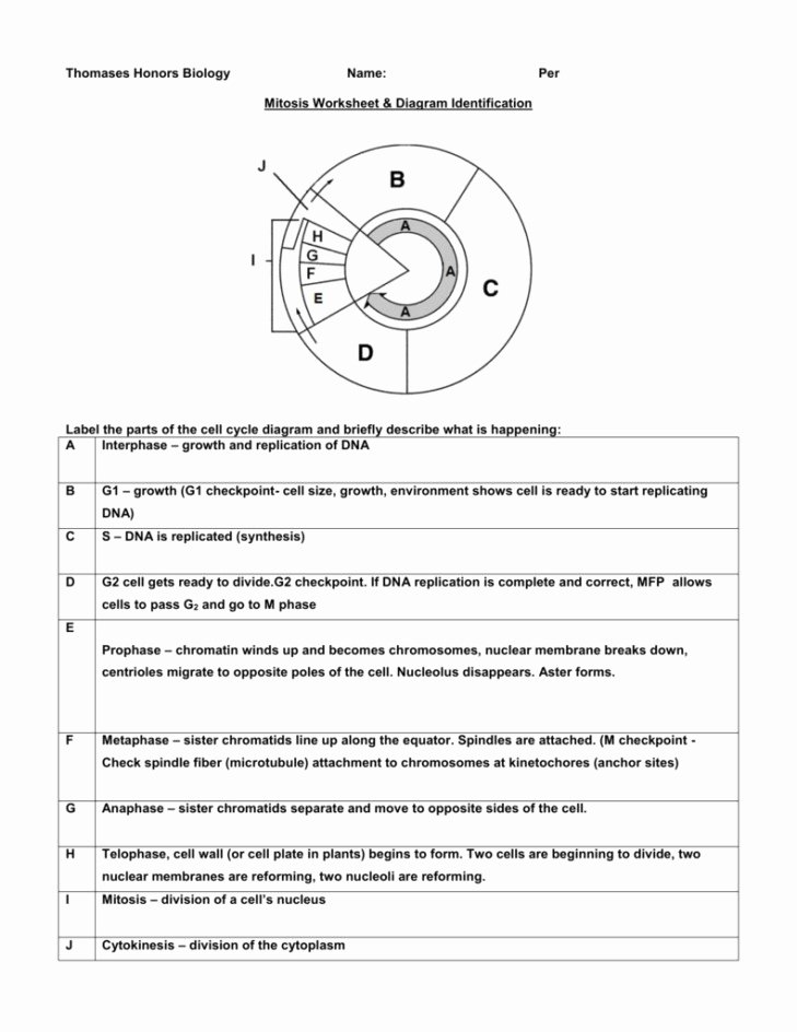 The Cell Cycle Worksheet Answers Inspirational Mitosis Worksheet and Diagram Identification Answers