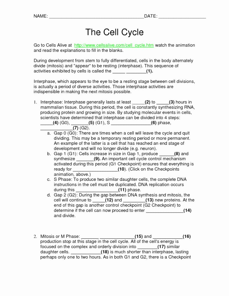 The Cell Cycle Worksheet Answers Lovely Cell Cycle and Mitosis Worksheet Answers
