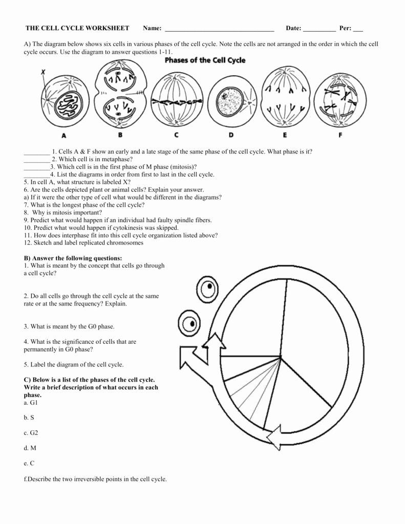 The Cell Cycle Worksheet Answers Luxury 6 the Cell Cycle Worksheet