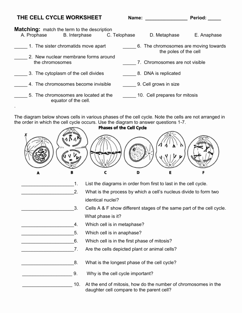 The Cell Cycle Worksheet Answers New the Cell Cycle Worksheet