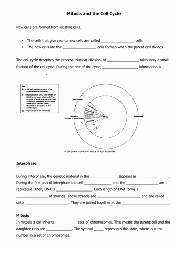 The Cell Cycle Worksheet Answers Unique Mitosis and the Cell Cycle by Canonuk